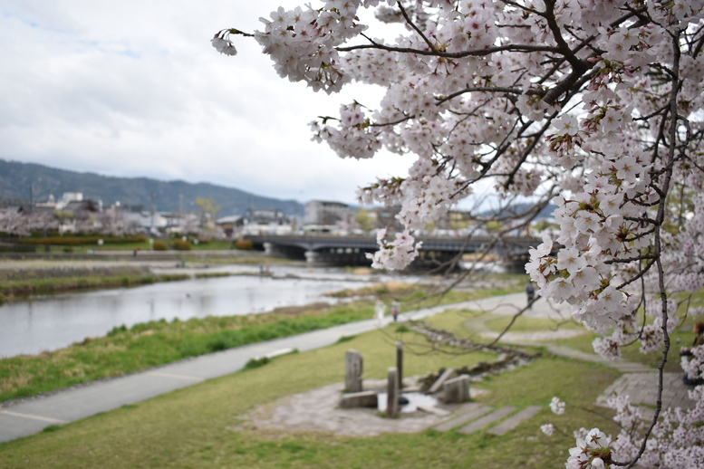 春の京都の見どころ_鴨川サイクリング_鴨川デルタと桜