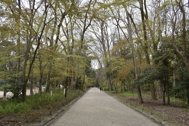 春の京都の見どころ_下鴨神社の桜_糺の森