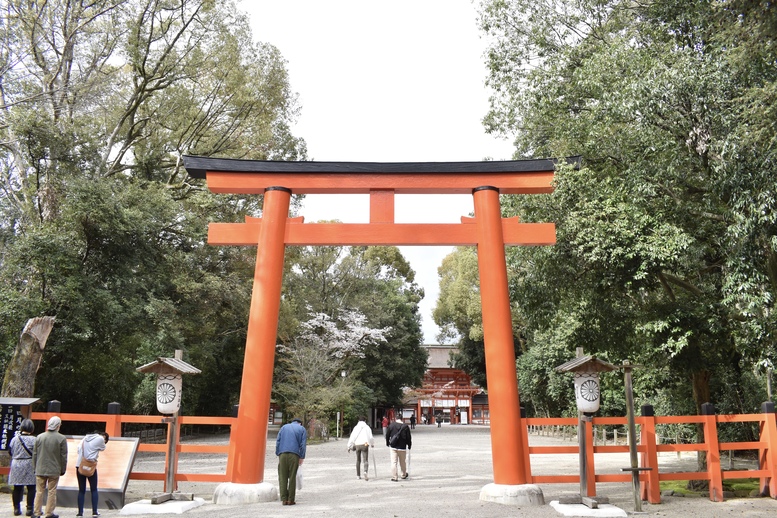 春の京都の見どころ_下鴨神社の桜