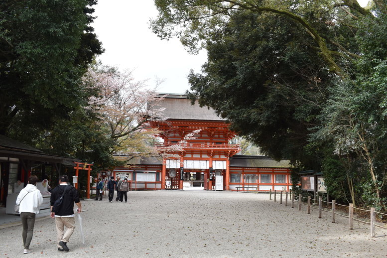 春の京都の見どころ_下鴨神社の桜