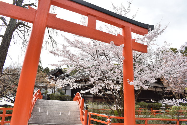 春の京都の見どころ_下鴨神社の桜_鳥居と太鼓橋