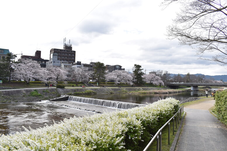 春の京都の見どころ_鴨川サイクリング_桜の名所たる賀茂川