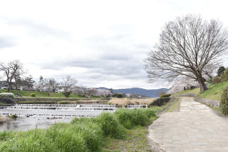 春の京都の見どころ_鴨川サイクリング_桜の名所たる賀茂川