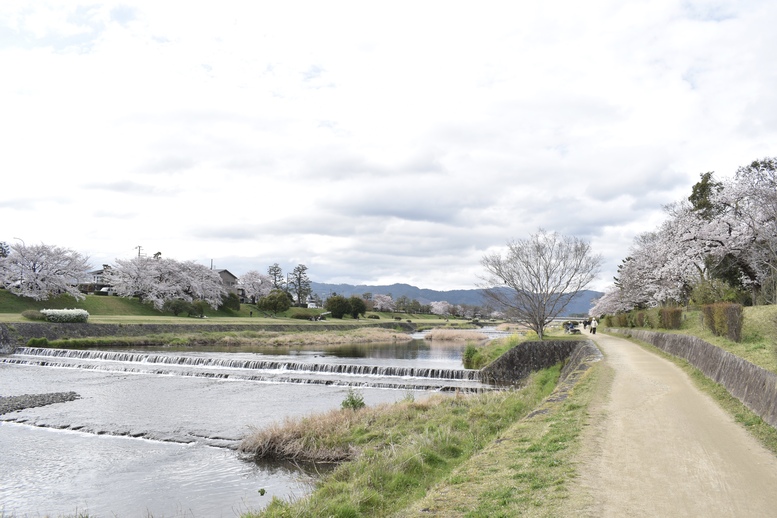 春の京都の見どころ_鴨川サイクリング_桜の名所たる賀茂川