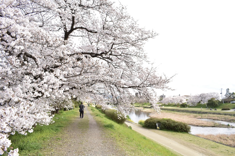 春の京都の見どころ_鴨川サイクリング_桜の名所たる賀茂川