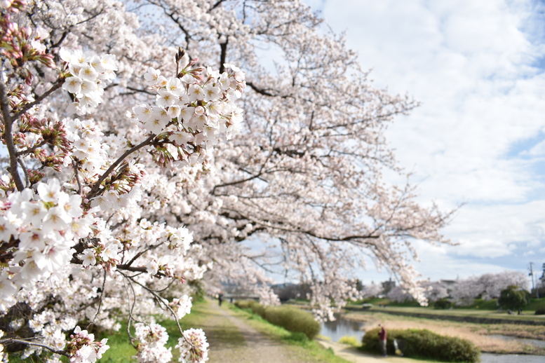 春の京都の見どころ_鴨川サイクリング_桜の名所たる賀茂川