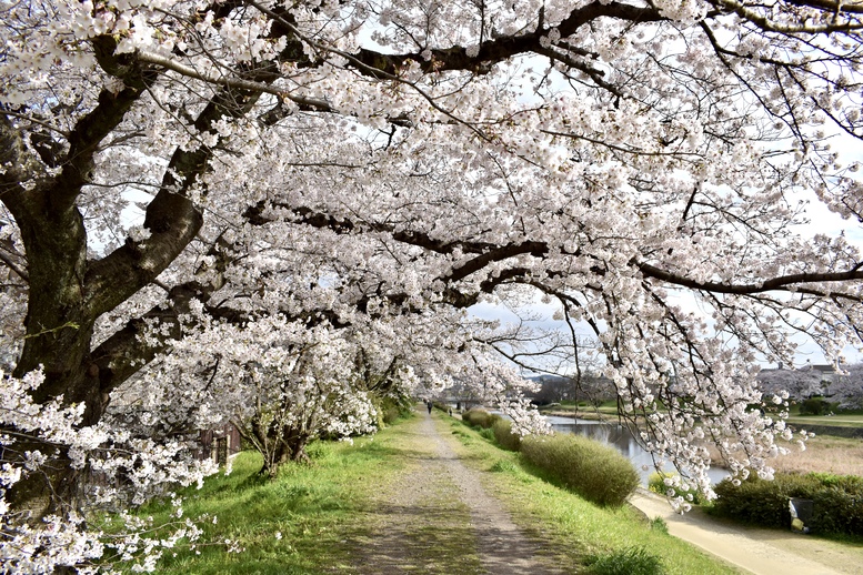 春の京都の見どころ_鴨川サイクリング_桜の名所たる賀茂川