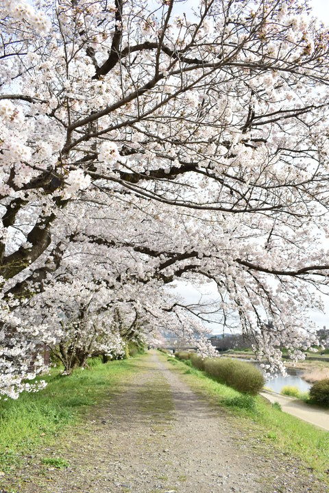 春の京都の見どころ_鴨川サイクリング_桜の名所たる賀茂川