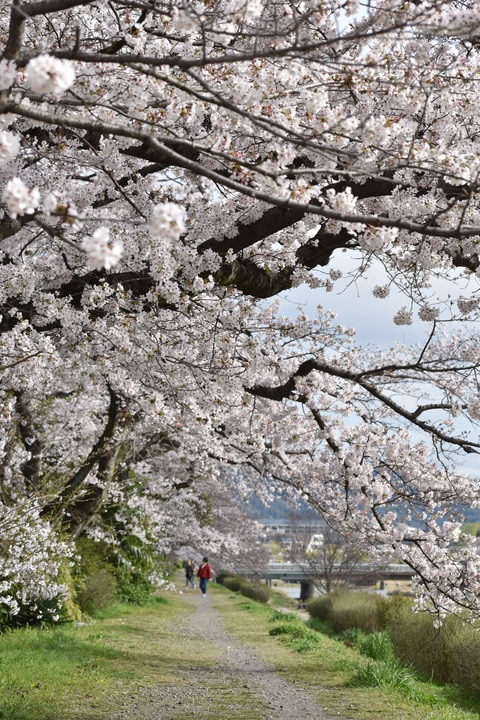 春の京都の見どころ_鴨川サイクリング_桜の名所たる賀茂川