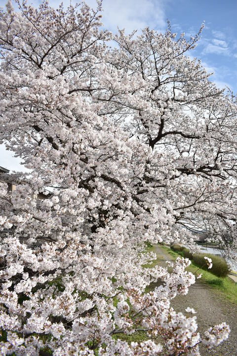 春の京都の見どころ_鴨川サイクリング_桜の名所たる賀茂川