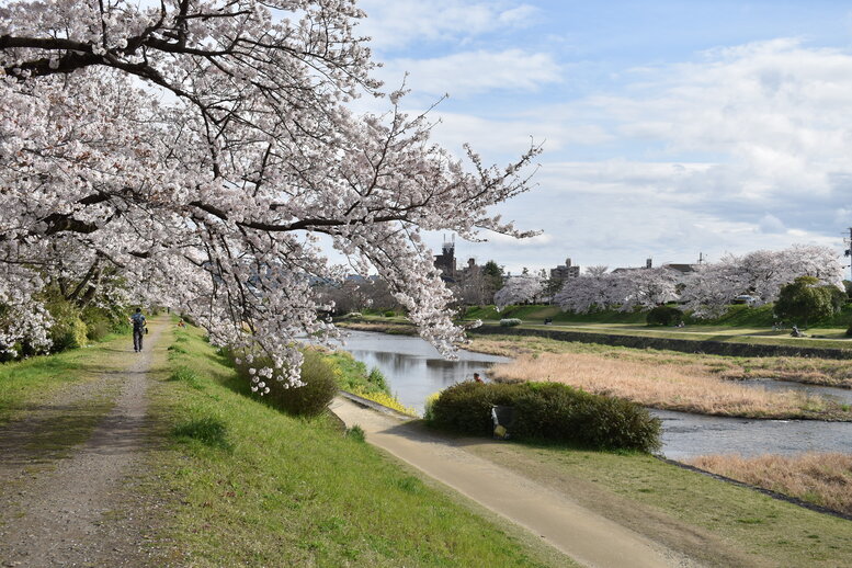 春の京都の見どころ_鴨川サイクリング_桜の名所たる賀茂川