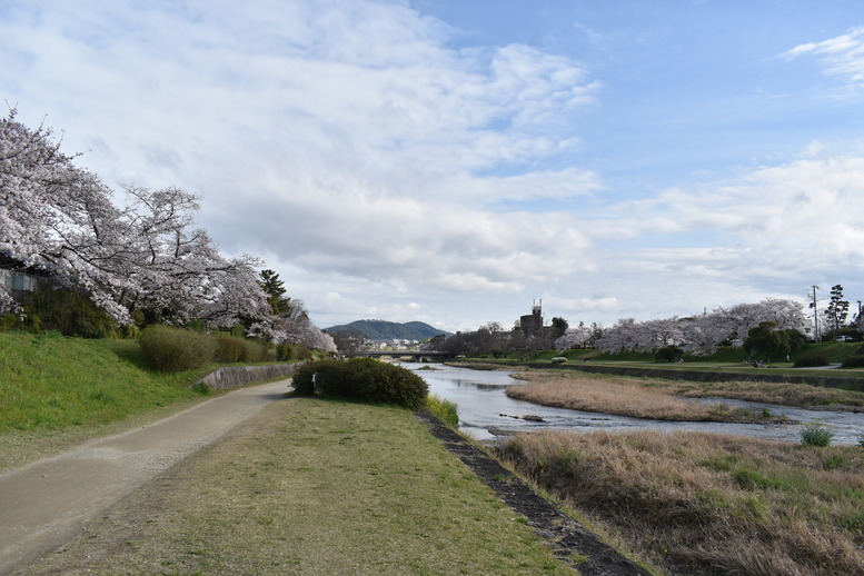 春の京都の見どころ_鴨川サイクリング_桜の名所たる賀茂川