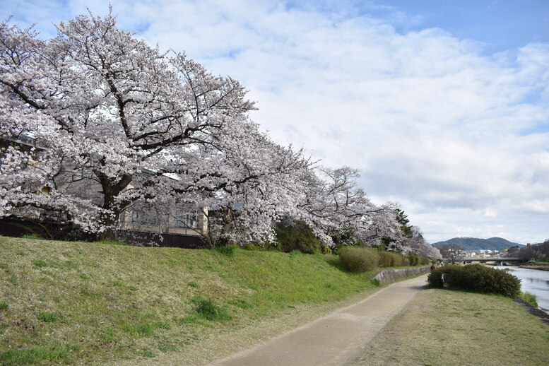 春の京都の見どころ_鴨川サイクリング_桜の名所たる賀茂川