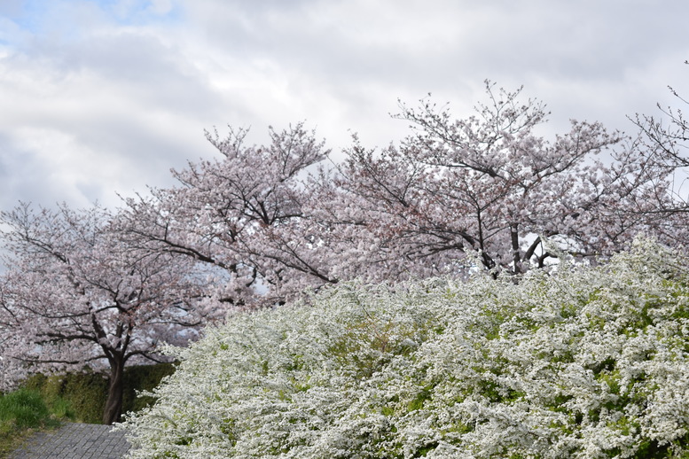 春の京都の見どころ_鴨川サイクリング_桜の名所たる賀茂川