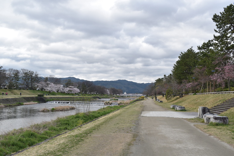 春の京都の見どころ_鴨川サイクリング_桜の名所たる賀茂川_半木の道