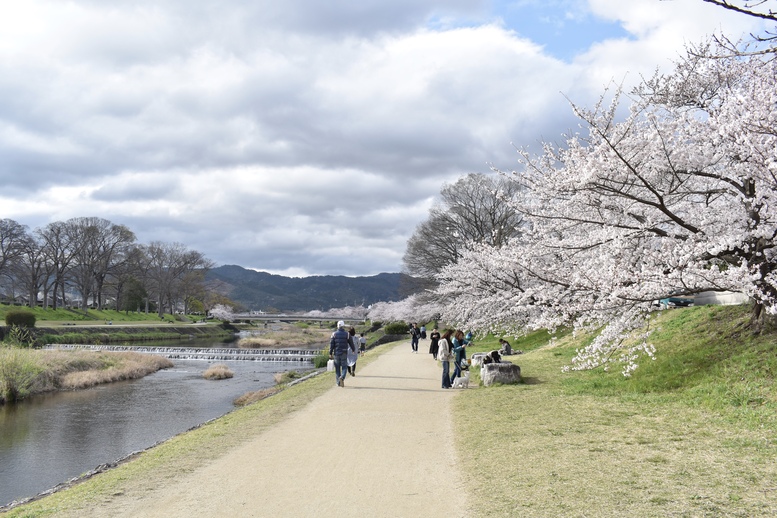 春の京都の見どころ_鴨川サイクリング_桜の名所たる賀茂川