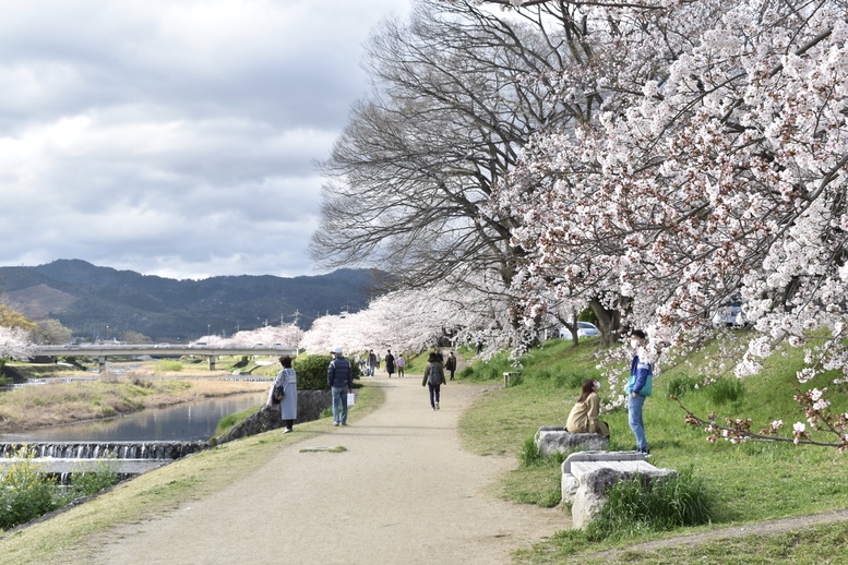 春の京都の見どころ_鴨川サイクリング_桜の名所たる賀茂川