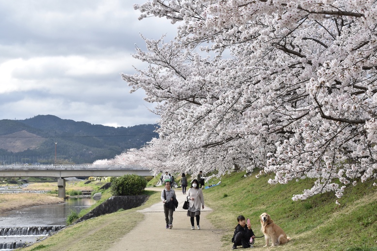 春の京都の見どころ_鴨川サイクリング_桜の名所たる賀茂川