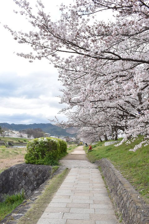 春の京都の見どころ_鴨川サイクリング_桜の名所たる賀茂川