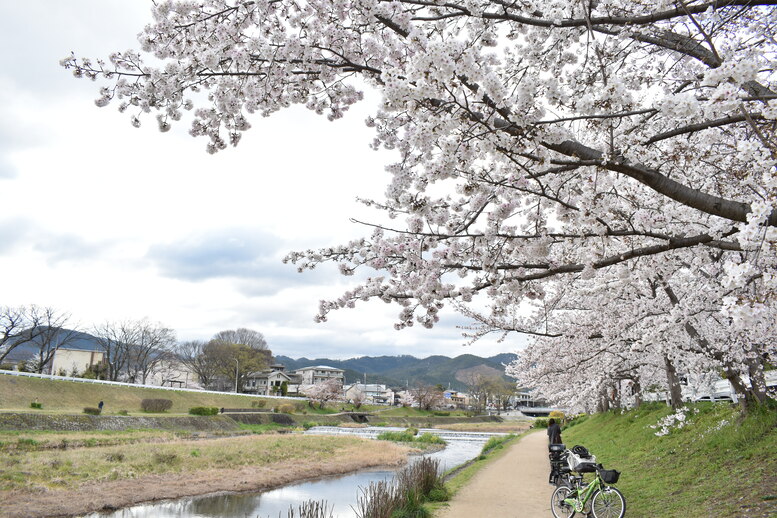 春の京都の見どころ_鴨川サイクリング_桜の名所たる賀茂川