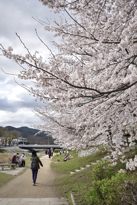 春の京都の見どころ_鴨川サイクリング_桜の名所たる賀茂川