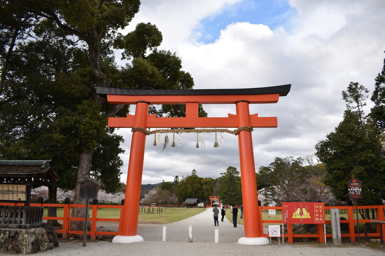 春の京都の見どころ_上賀茂神社_桜の名所