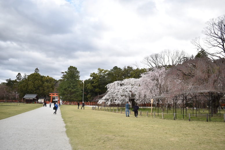 春の京都の見どころ_上賀茂神社_桜の名所_斎王桜（紅八重枝垂れ桜）と御所桜