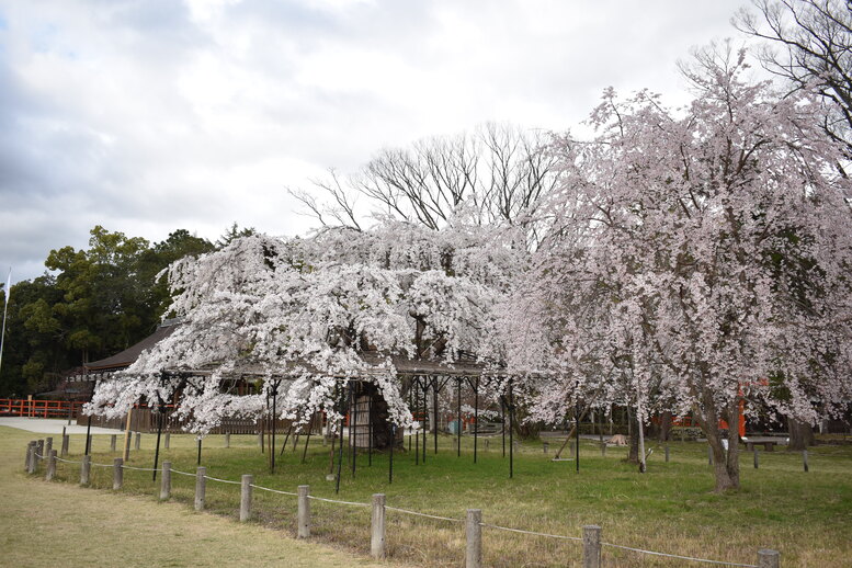 春の京都の見どころ_上賀茂神社_桜の名所_斎王桜（紅八重枝垂れ桜）と御所桜