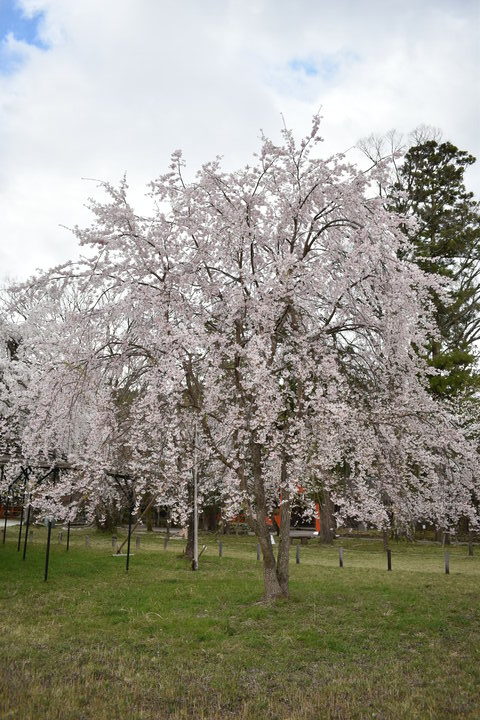 春の京都の見どころ_上賀茂神社_桜の名所_斎王桜（紅八重枝垂れ桜）と御所桜