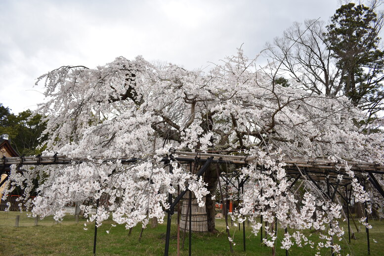 春の京都の見どころ_上賀茂神社_桜の名所_斎王桜（紅八重枝垂れ桜）と御所桜