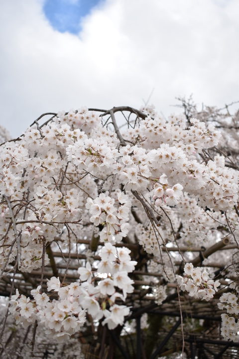 春の京都の見どころ_上賀茂神社_桜の名所_斎王桜（紅八重枝垂れ桜）と御所桜