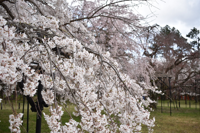 春の京都の見どころ_上賀茂神社_桜の名所_斎王桜（紅八重枝垂れ桜）と御所桜
