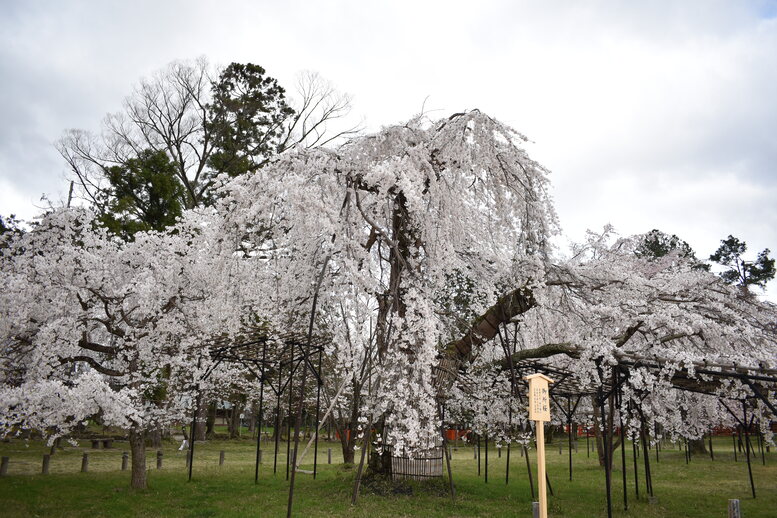 春の京都の見どころ_上賀茂神社_桜の名所_斎王桜（紅八重枝垂れ桜）と御所桜