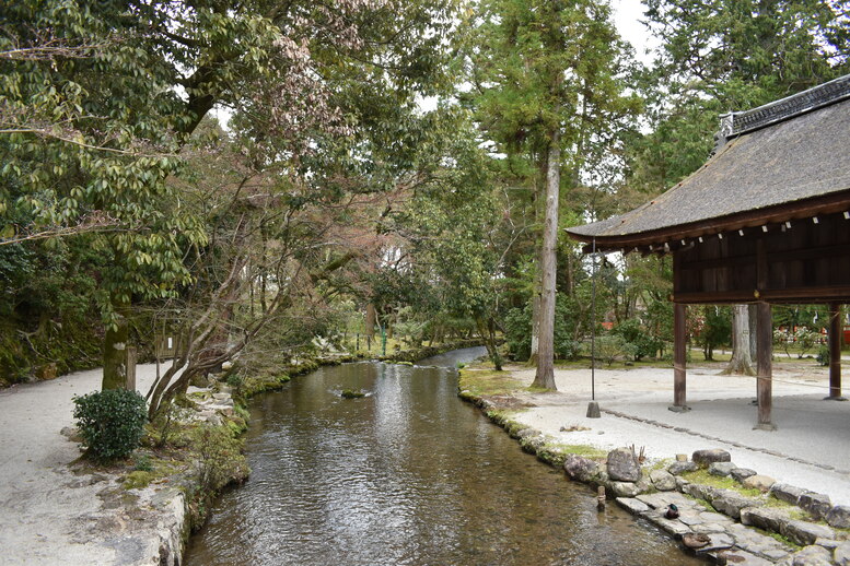 春の京都の見どころ_上賀茂神社_桜の名所