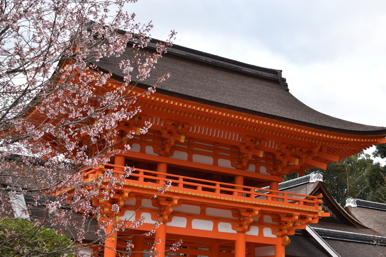 春の京都の見どころ_上賀茂神社_楼門と桜