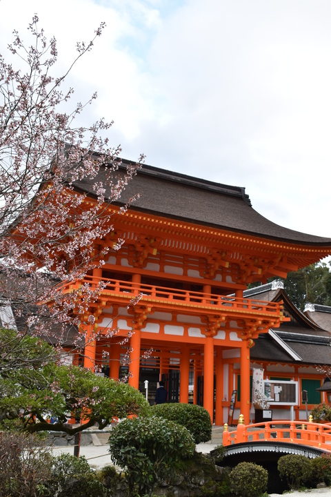 春の京都の見どころ_上賀茂神社_楼門と桜