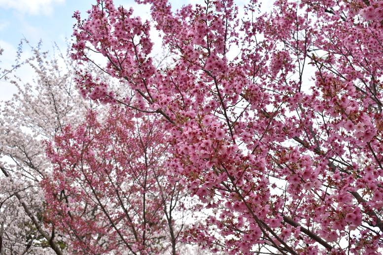 春の京都の見どころ_上賀茂神社_桜の名所観光