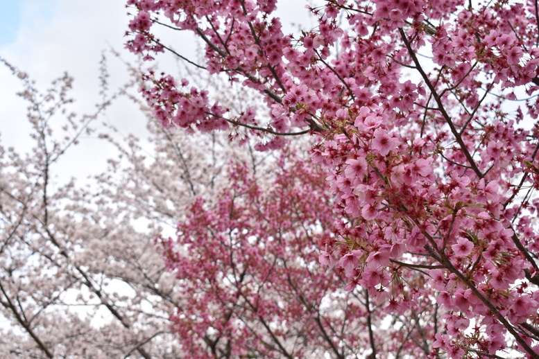 春の京都の見どころ_上賀茂神社_桜の名所観光