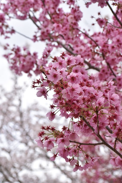 春の京都の見どころ_上賀茂神社_桜の名所観光