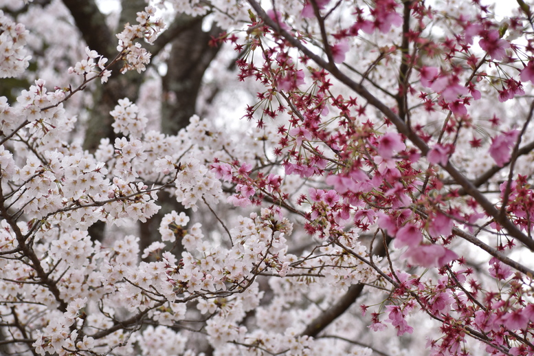 春の京都の見どころ_上賀茂神社_桜の名所観光