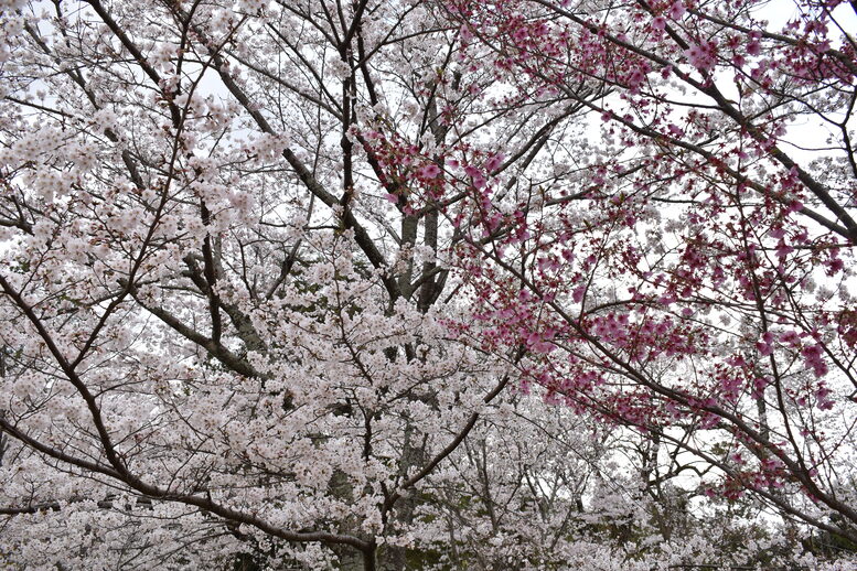 春の京都の見どころ_上賀茂神社_桜の名所観光