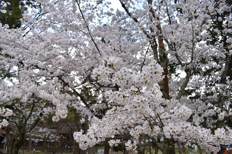 春の京都の見どころ_上賀茂神社_桜の名所観光