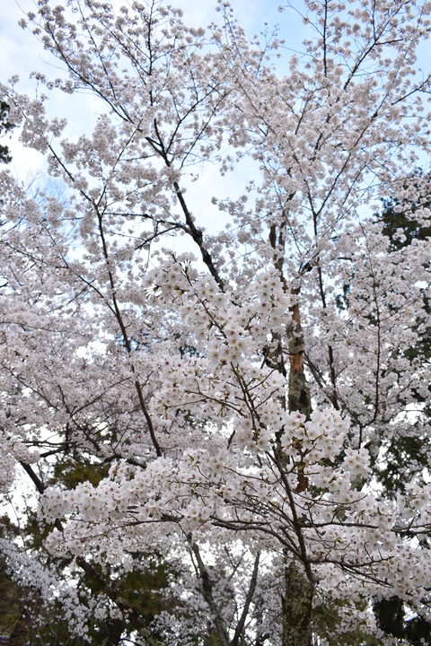 春の京都の見どころ_上賀茂神社_桜の名所観光