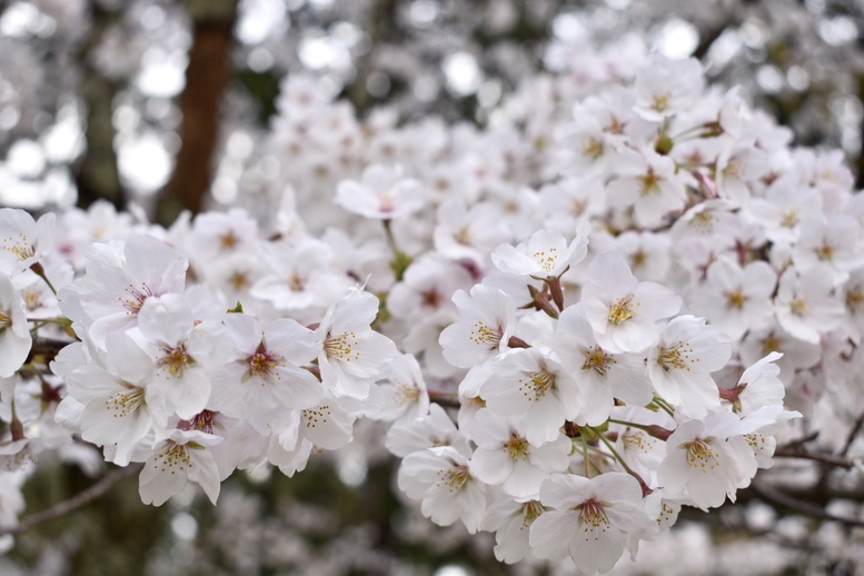 春の京都の見どころ_上賀茂神社_桜の名所観光