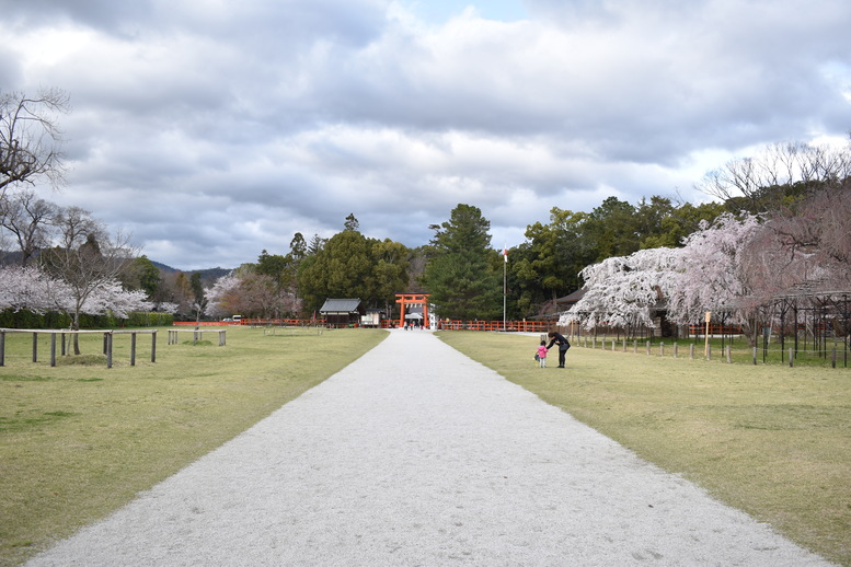 春の京都の見どころ_上賀茂神社_桜の名所観光