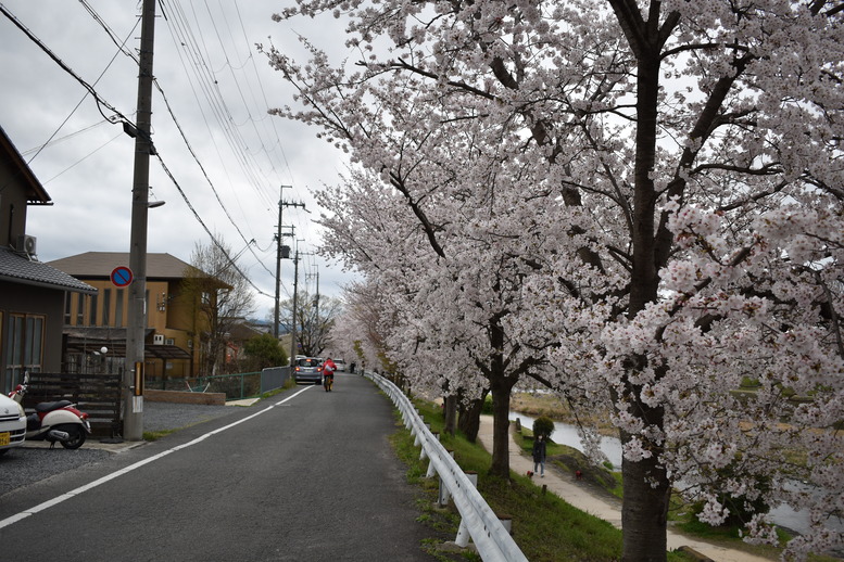 春の京都の見どころ_鴨川サイクリング_桜の名所たる賀茂川