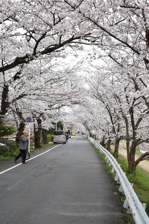 春の京都の見どころ_鴨川サイクリング_桜の名所たる賀茂川