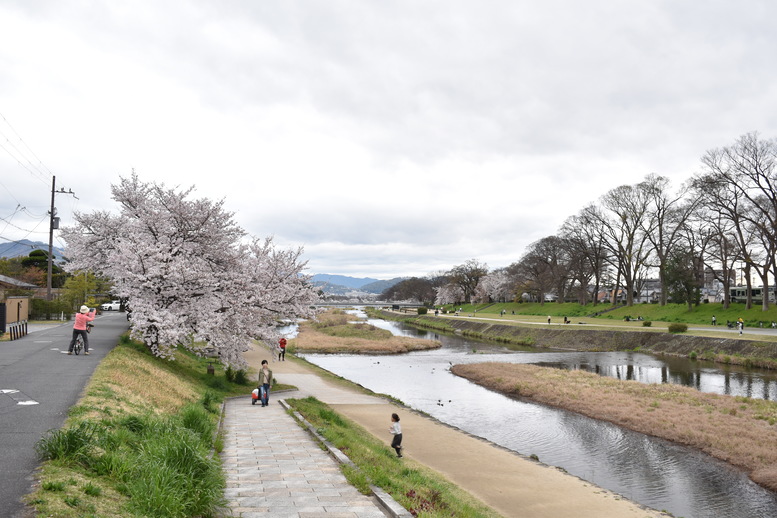 春の京都の見どころ_鴨川サイクリング_桜の名所たる賀茂川