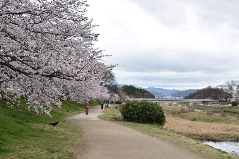 春の京都の見どころ_鴨川サイクリング_桜の名所たる賀茂川