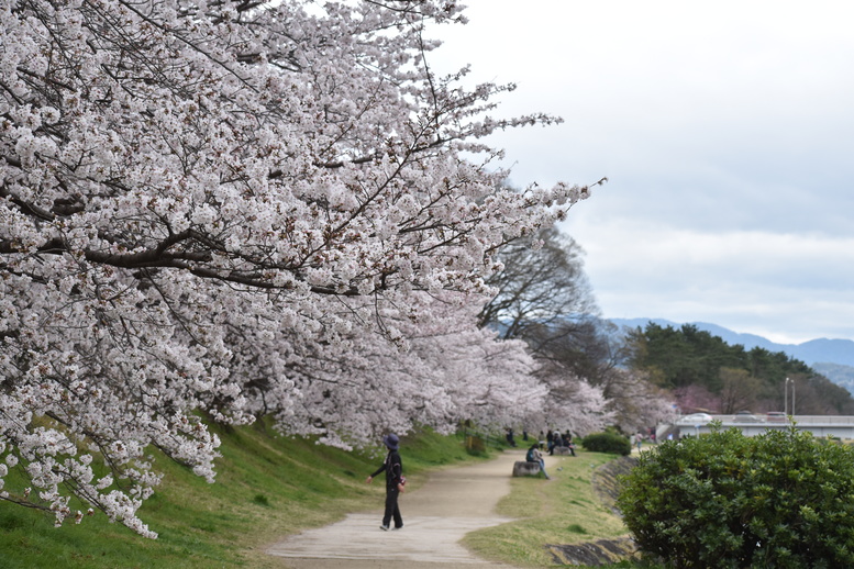 春の京都の見どころ_鴨川サイクリング_桜の名所たる賀茂川